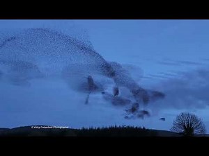 Starling murmuration Clomantagh, Kilkenny