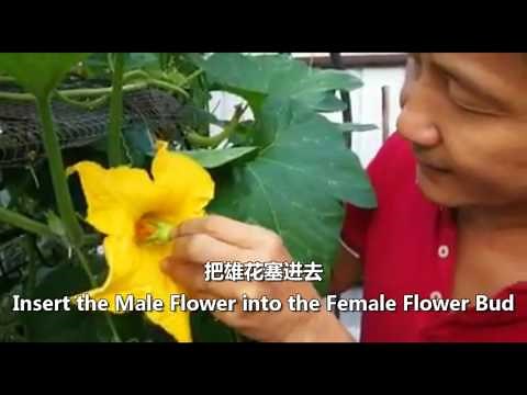 How to do Hand Pollinating Pumpkins