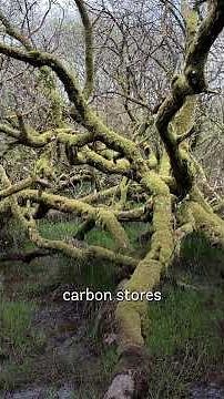 World Wetlands Day - Explore a wet woodland 🌳