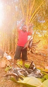 119K views · 5.3K reactions | Video hasil ⏮️⏩ pekerjaan yang tanpa perintah itu milik pribadi dan membawa hasil yang sangat puas dan cukup untuk sehari, dari pada kerja dengan perintah bos" Selalu menunggu hasil nya yang tidak pasti in cuma teks tetap semangat.. #video #hasil #fyp #video #reel | Laos Asso | Facebook