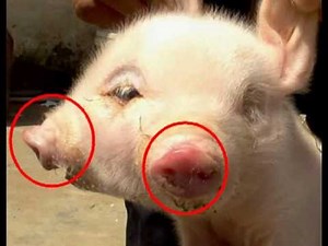 Two-Headed Pig Born In Chinese Village