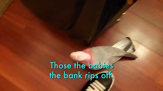 Compilation of my Parrot Vinny ranting😂 *Talking Subtitles* | Marlene Mc'Cohen