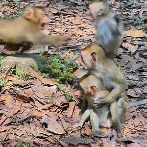 1.4K views · 13 reactions | Powerful Rainbow revenge to Sheba by chasing bite . Rainbow stop scare Sheba anymore. baby now is power than before. | SR TUBE | Facebook