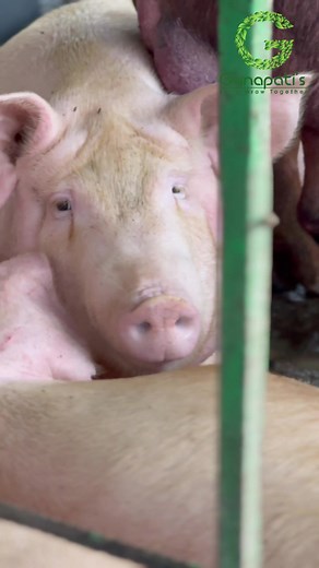 3K views · 72 reactions | PIG FARMING Pig farming or pork farming or hog farming is the raising and breeding of domestic pigs as livestock and is a branch of animal husbandry . Location # Veguru Village,Kovur Mandal, Nellore District , AP #rurallifestyle #rural #entrepreneurship #pig | Gunapatis | Facebook