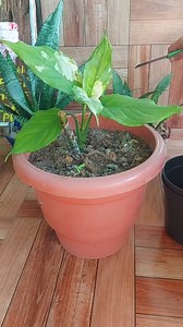 How to Propagate Aglaonema Modestum Plant, “Spilt Milk” from stem cuttings . 2 Months Growth update. | Sona Lepcha