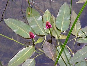 Persicaria amphibia - Alchetron, The Free Social Encyclopedia