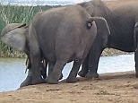 Another baby elephant rescued by mom at Addo National Park
