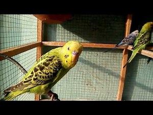 Budgerigar budgie parrot | Small budgie setup