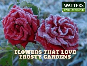 Plants that Love Frosty Gardens Our Mountain landscape is home to various beautiful flowers that withstand cold, snowy winters. These flowers are not only hardy, but they also provide a welcome splash of color to the landscape during the winter months. Here are a few of the most popular flowers that love the snow: • Pansies • Violas • Winter Vegetables like Kale & Cabbage • Herbs such as Rosemary, Parsley, Sage Where to plant snow-loving flowers in Northern Arizona Snow-loving flowers can be pla