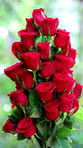 💖💖💮🌸🥀 #flowers #florida #roses #redroses #reels #viral #viralreels #naturallover #nature #NaturalBeauty | 𝗧𝗛𝗘 𝗕𝗟𝗢𝗢𝗠