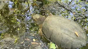 1.7K views · 28 reactions | Video of the common snapping turtle...