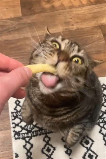 Cheetos are life’s greatest pleasure…. #catsoftiktok #cat #cheeto #cheetolover
