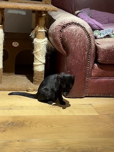 The good thing is really sick kittens don’t groom. Unfortunately little Fennel’s congestion hadn’t cleared up after 4 doses of clavamox (which usually will start to kick an URI in just a few doses) and he developed ulcers on his tongue. Thankfully Dr G squeezed him in on their short day. It is calicivirus (which luckily so far no one else got as it is very contagious; I’ve been treating the room as a lockdown quarantine room (stripping before leaving, stepping out on towel sprayed down with Resc