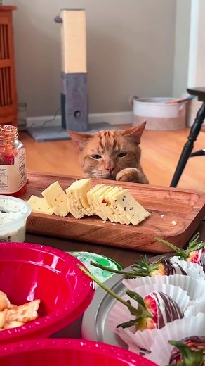 Funny Cats Stealing Food: Hilarious Moments
