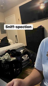 #dogs #dogsoffacebook #sniff #sniffing #laundry #cleanclothes #sniffing #petsoffacebook #doggosbeingdoggos | Tina Snow