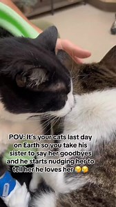 46K views · 1K reactions | 梁 #shelterdog #dogrescue #rescue #adoptdontshop #florida #ohio #miami #illinois #dog #dogshelter #animalshelter #animalrescue #foster #adopt #california #newyork #washington #texas #detroit #arizona #lasvegas #uk | Camilla Araujo | Facebook