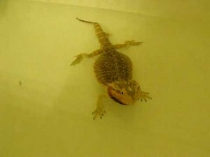 Farting Bearded Dragon