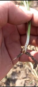 #wheat #aphids ਚੇਪਾ | Agriculture information-ਖੇਤੀਬਾੜੀ ਜਾਣਕਾਰੀ ਡਾ ਗੁਰਮਿੰਦਰ ਸਿੰਘ ਬਰਾੜ