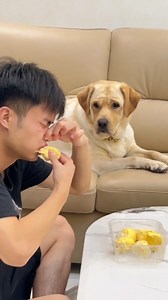 1.1M views · 10K reactions | Dog: Do I really have to eat durian?  | Hot-tempered dog | Facebook