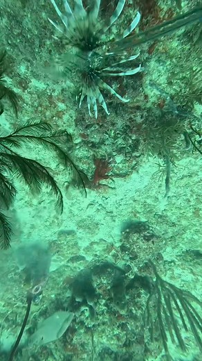 Slow motion Lionfish hunting with squid action on | Lionfishextermination