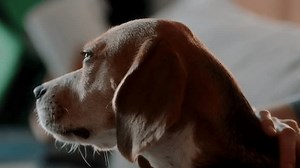 Nahaufnahme eines Beagles gähnend nach täglichem: Stockvideos & Filmmaterial (100 % lizenzfrei) 3966977111 | Shutterstock