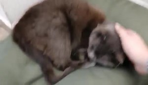 SRPA asbl on Reels | Facebook