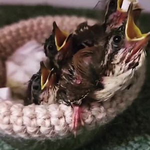 1K views · 42 reactions | Raising baby birds takes a village, and as...