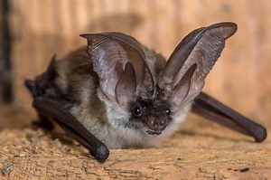11 Types of Bats In Montana! (ID GUIDE)