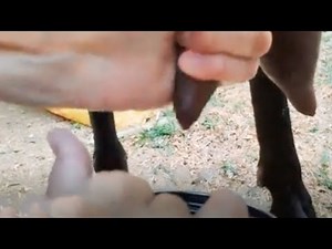 Milking goat by women | farming fun | Aneeb Ka gharana