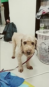 ลูกเพชรบูรณ์