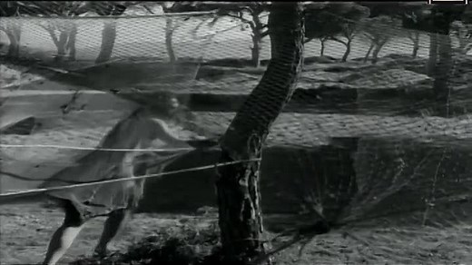 Young Aphrodites, (Les Petites Aphrodites) 1963