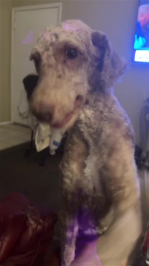 LadyCocoaTheGirl on TikTok