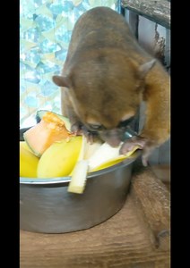 2.4K views · 165 reactions | The Kinkajou is also known as the "honey...