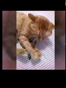 Cat Toys Catnip Toys Edible Balls, Natural Healthy Silvervine Sticks Catnip Cat Toys with Silvervine/Gall Nut, Pastable Kitten Treat Toy (White)