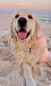 #beach #beachlife #BeachVibes #bubbacini #baby #myboy #imbad #bad #bubbas #pollypops #rosie #rosebud #instagramreels #dogsofinstaworld #baby #polly #pupper #dog #doggo #goldenretrieversofinstagram #todayis #dogs #dogstagram #dogsofinsta #dogslife #dogsofinstagram #goldenretriever #goldenretrieverpuppy #goldensofinstagram #dogsofinsta | Along Came Polly, Rosie and Bubba