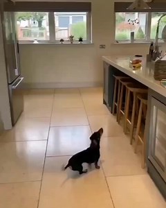 There so smart! 😘 . . #dachshundcommunity #ilovemydachshund #dachshundig #dachshundproblems #doxiedogs | Dachshund Fan Club