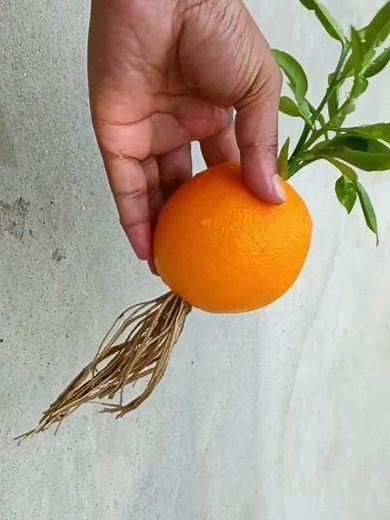 How to Grow an Orange Tree From an Orange