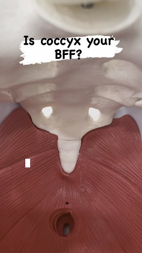 Coccyx is a tiny bone with every important jobs such as muscle attachments, emotions, sympathetic nervous system tracker, external anal sphincter attachment, stabilizer of the pelvis and many more. #pelvicfloor #pelvichealth #pelvicfloorphysicaltherapy #pelvicfloorpt #pelvicfloorpta #pelvichealthnj #pelvichealthphysio #madisonnj #coccyx #coccyxpain #sitting | Pelvic Health NJ