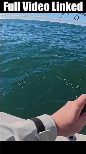 Rhode Island Black Seabass #fishing #saltwaterfishing #blackfish #rhodeisland