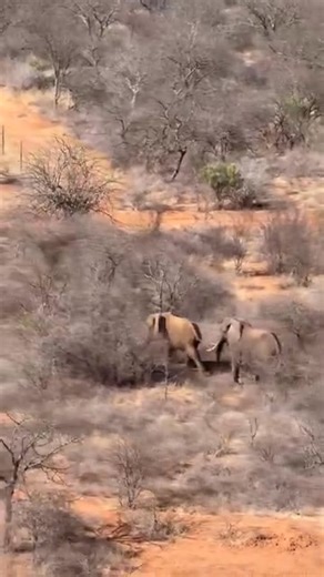 Ila ndithya ya Nzou yiendee unyamaasya enenthi isioni sya Mtito-Adei Kibwezi-East kaunti ya Makueni niyeesa kuingwa na ndeke ya KWS syatungwa kithekani kya nyamu kya Tsavo. #mwatudigital #mwatufm #CHANikoKBC ^JN | Mwatu FM