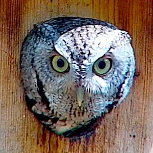 steve_gibson - Twitch