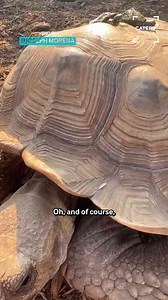 New Jersey two-headed turtles defy the odds to reach one-year milestone