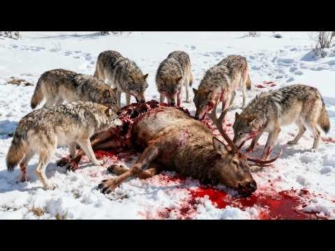 Most Interesting Facts About Wolves | Facts and Folklore | Documentary