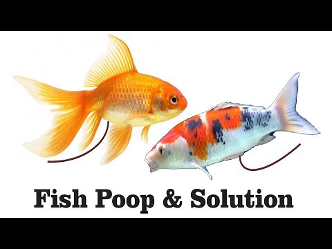 Fish Poop A Big Problem & It's Solution