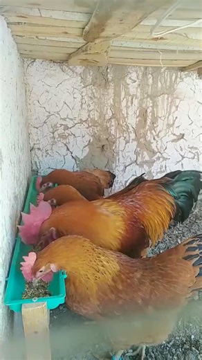 3.4K views · 49 reactions | #aviculture | Aviculture | Facebook