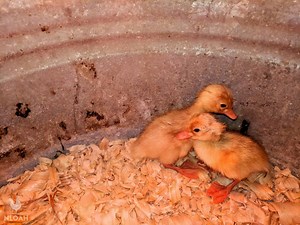 9 Ways to Sex Ducks and Baby Ducks