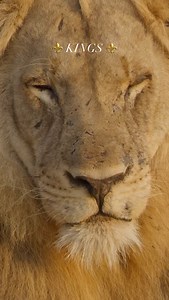 TRIBUTE TO THE KINGS They don’t always roam. Sometimes they just sit — watching, holding, being. Male lions aren’t just muscle and mane. They’re the stabilisers of the bush. Having dominant male lions hold down a territory is critical. Their presence brings order. Their absence invites chaos. This is for the kings. Not only for how loud they can roar, but how quietly they play a role in keeping the balance in the wild. #Dazmental #MaleLions #KingsOfTheWild #WildlifeFilmmaking #SafariNarratives |