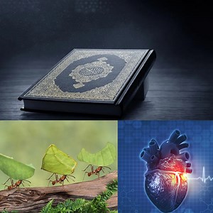 29K views · 1.8K reactions | قرآن پاک کی سورتوں کے حوالے سے معلومات #Quran #madanichannel | Madani Channel | Facebook