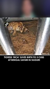 Tigress ‘Rica’ gives birth to 3 cubs at Bengal Safari in Siliguri #tigers #WestBengal #Siliguri | Asian News International (ANI)