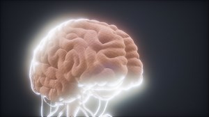 animated model of human brain